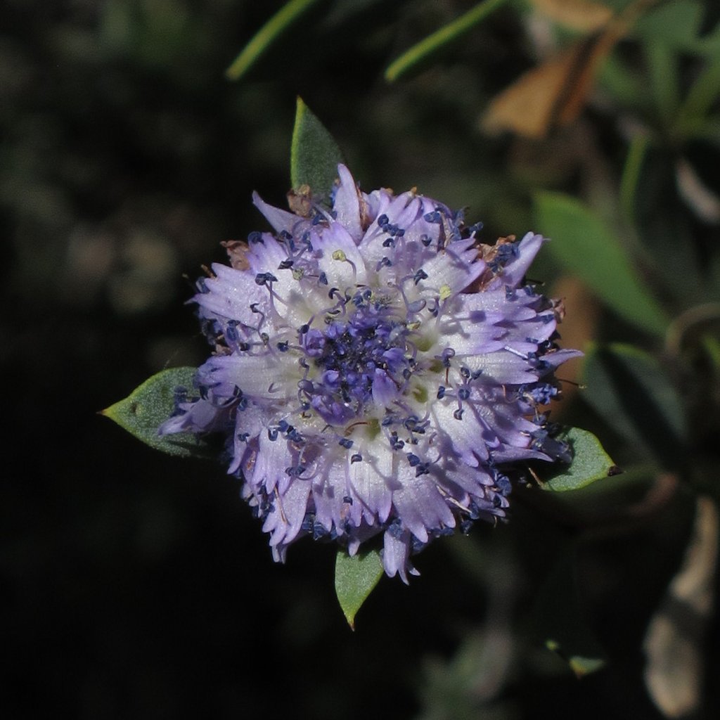 Globularia alypum